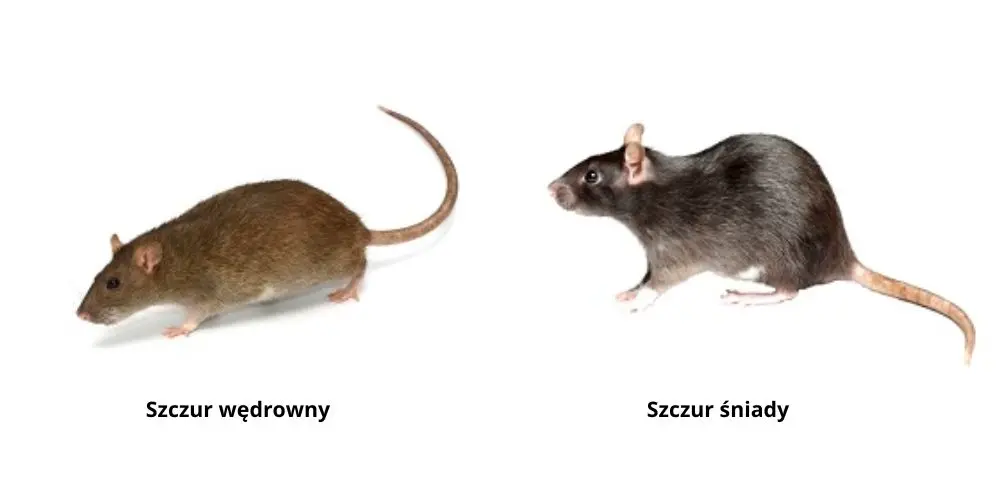 szczur-wedrowny-a-sniady